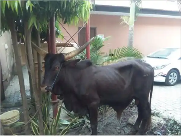 Akwa Ibom Man Surprises Air Peace With Cow Gift Ahead Of Christmas....